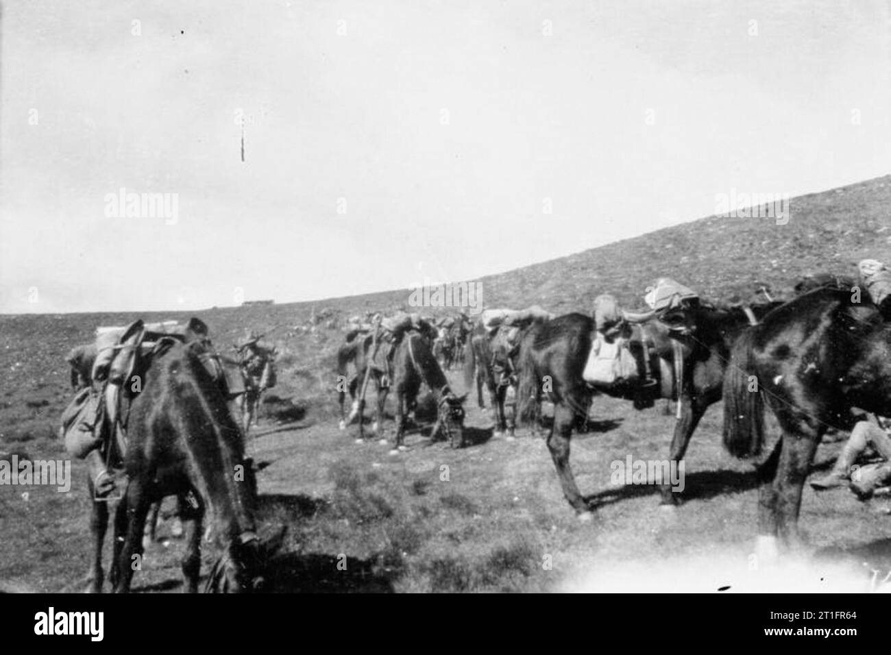 Im Zweiten Burenkrieg, 1899-1902 Pferde eines der Britischen Einheiten Beweidung im Feld während einer Pause. Stockfoto