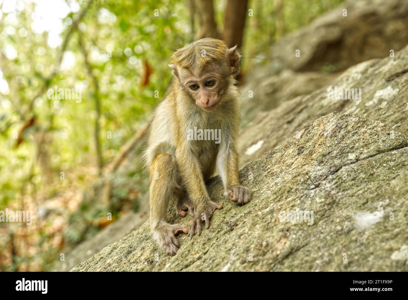 Wilde Affen in Waldfelsen in Sri Lanka Stockfoto