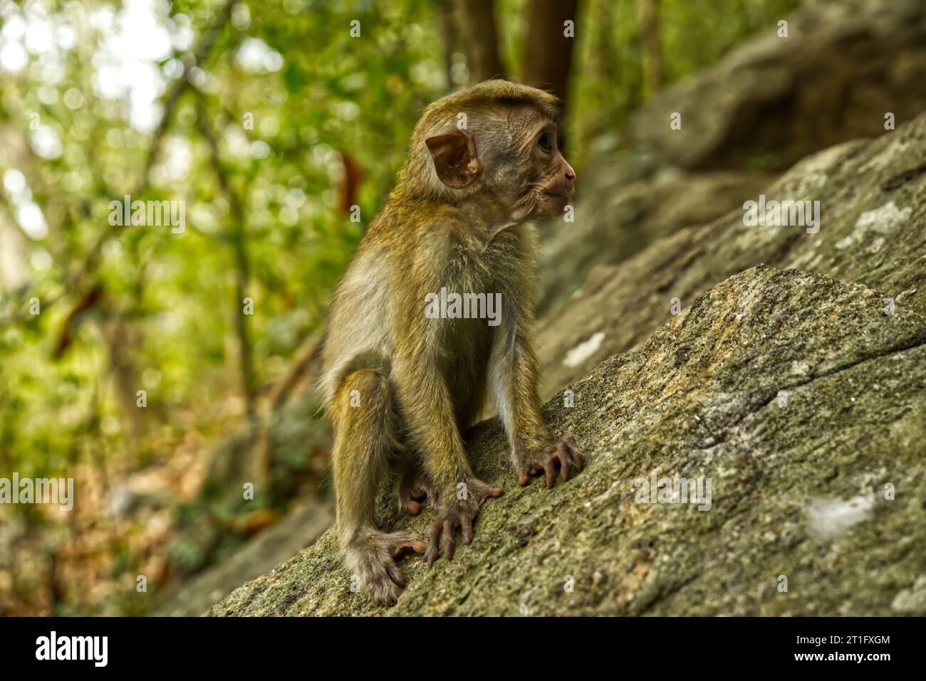 Wilde Affen in Waldfelsen in Sri Lanka Stockfoto
