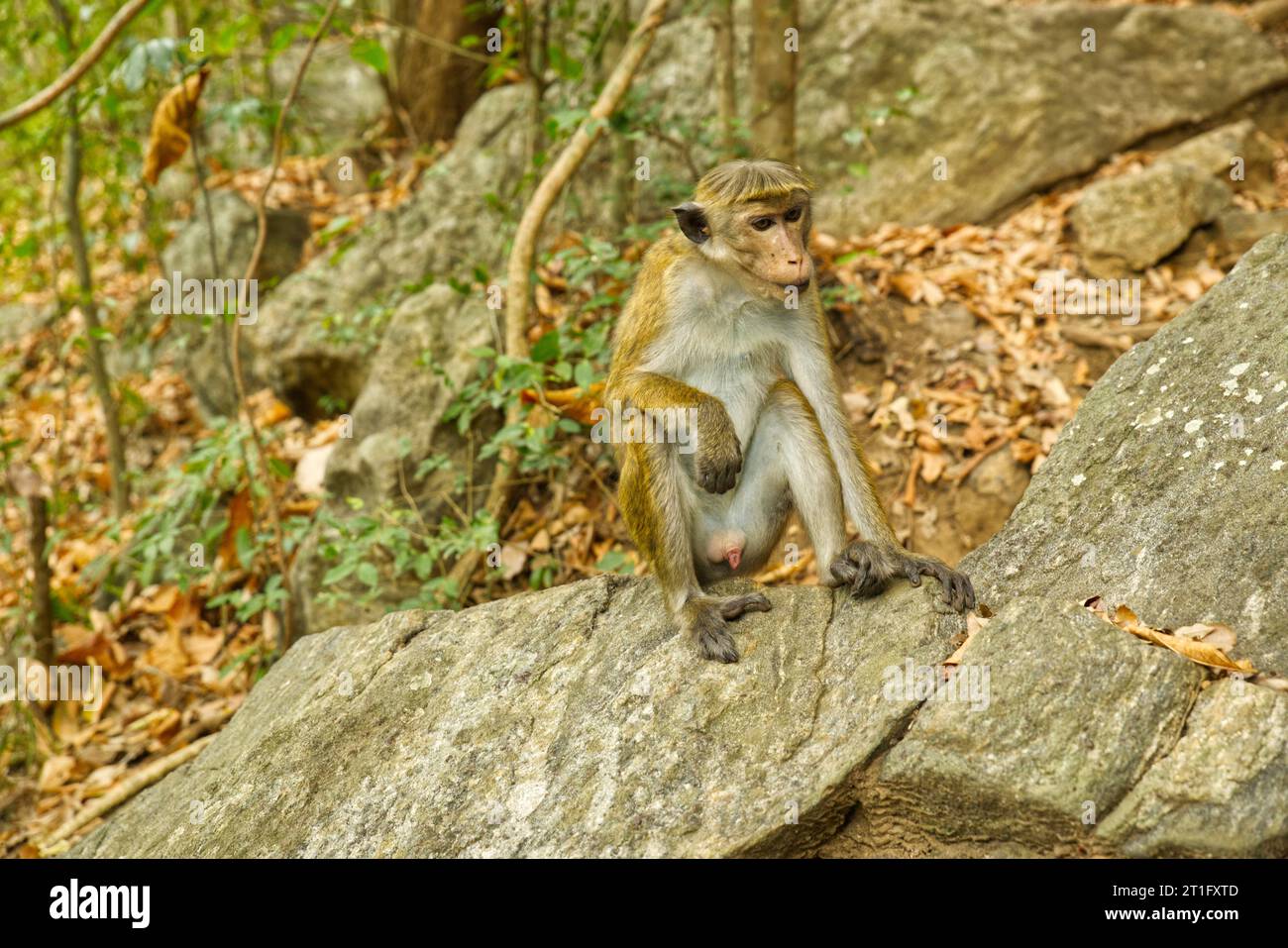 Wilde Affen in Waldfelsen in Sri Lanka Stockfoto