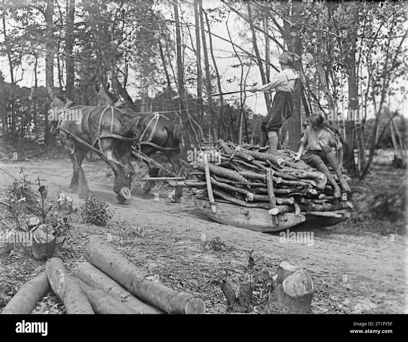 Landwirtschaft in Großbritannien während des Ersten Weltkriegs Mitglieder der Women's Land Army Forstwirtschaft Corps mit einem Pferdeschlitten Holz während des Ersten Weltkrieges zu transportieren. Stockfoto