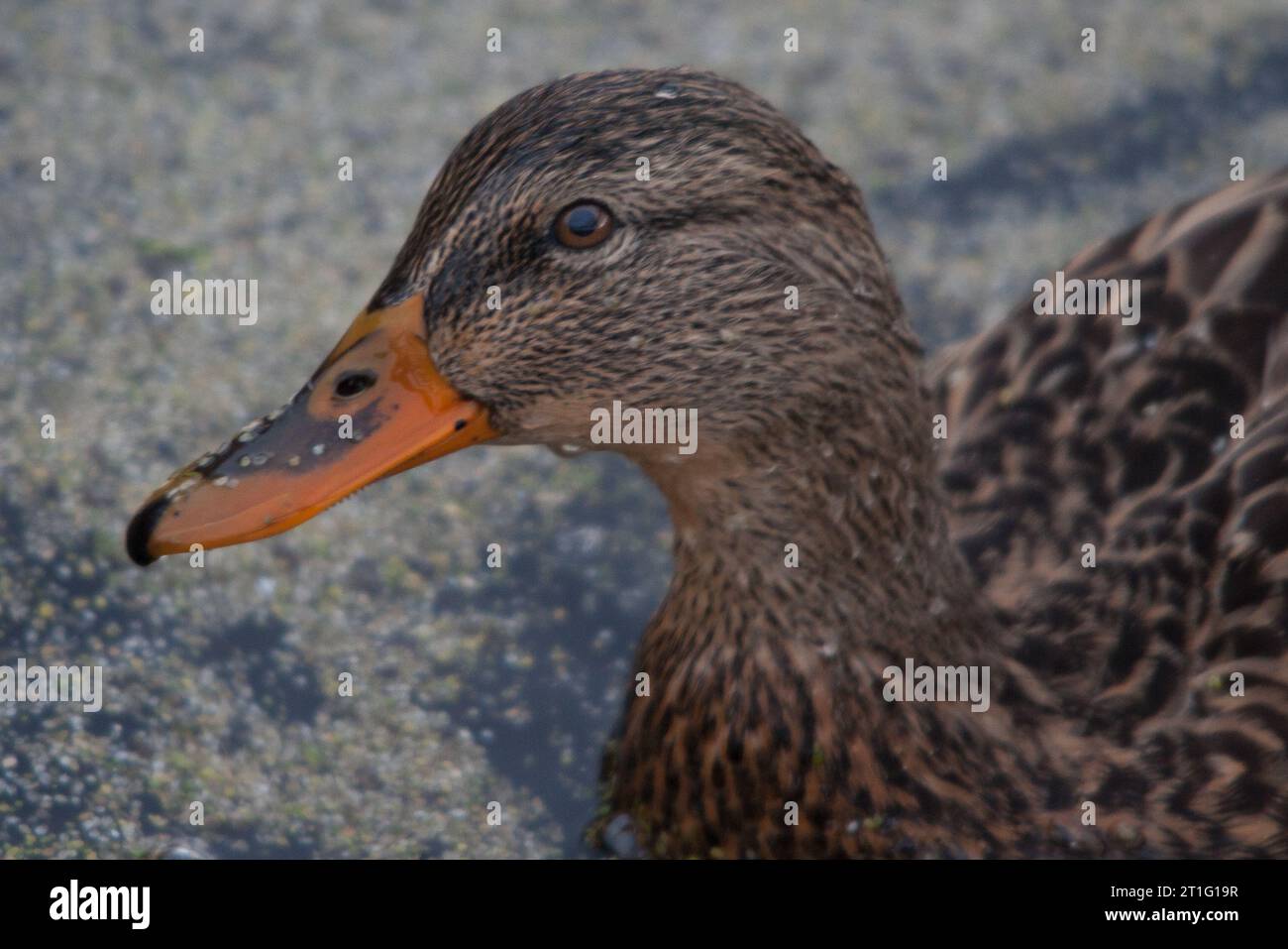 Stockente Stockfoto