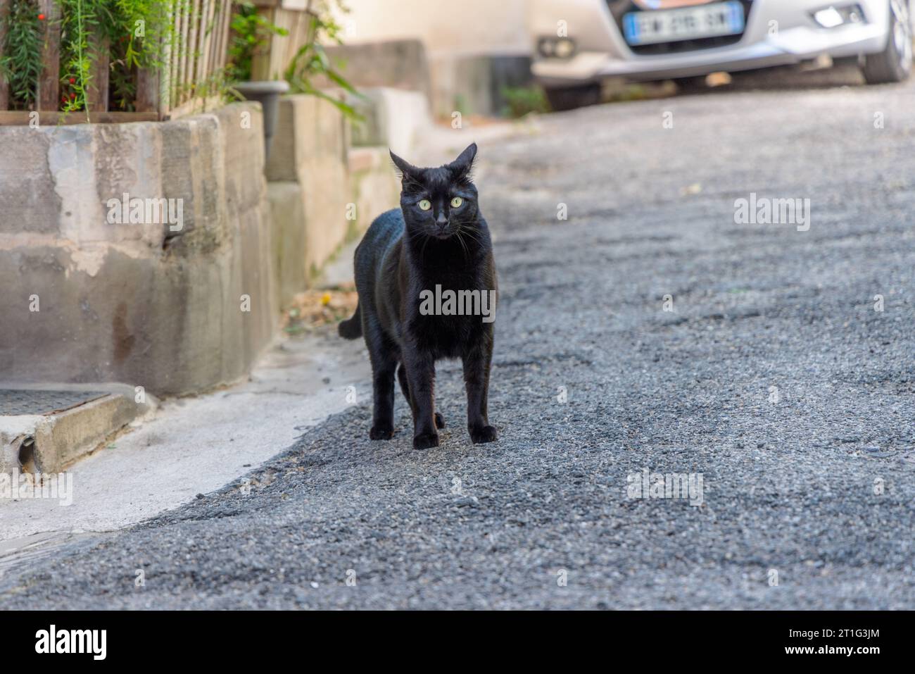 Eine junge schwarze Katze mit grünen Augen sieht in einer kleinen Straße in Arles, Provence, Südfrankreich, verängstigt aus. Im Hintergrund steht ein Auto. Stockfoto