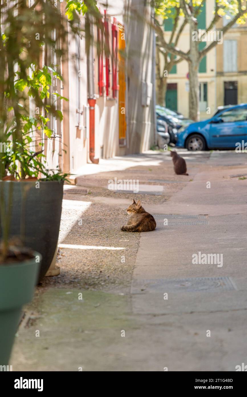 Zwei Katzen sitzen in einer schmalen Fußgängerzone im Viertel La Roquette in der Altstadt von Arles in der Provence, Südfrankreich. Stockfoto