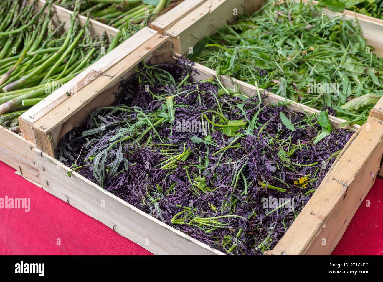Grüne und violette Raketen- und mizuna-Salatblätter neben Spargel zum Verkauf auf dem samstags stattfindenden Freiluftmarkt in Arles, Provence, Südfrankreich. Stockfoto