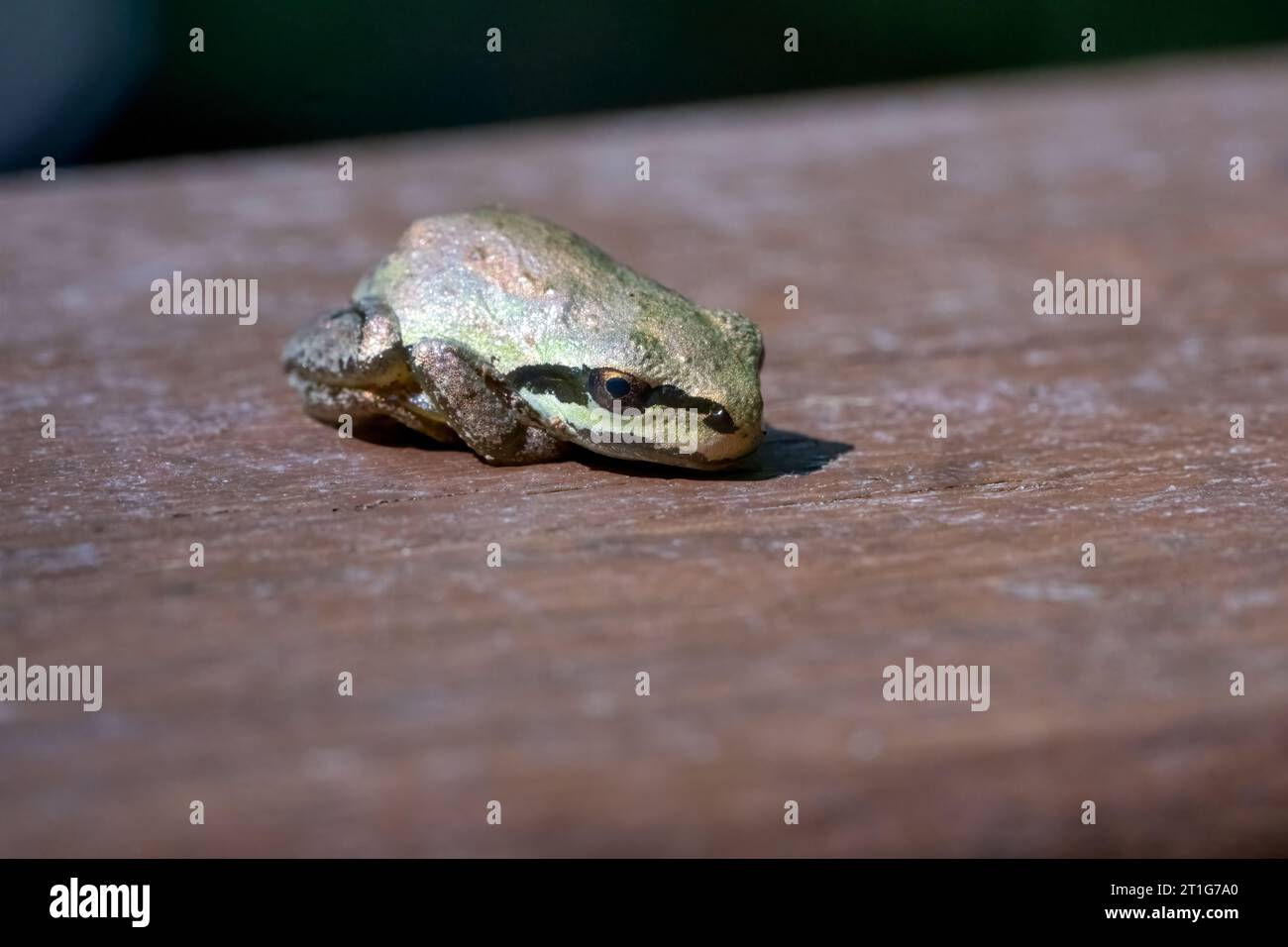 Issaquah, Washington, USA. Pazifikbaumfrosch sitzt auf einem Zedernholzgeländer. Stockfoto