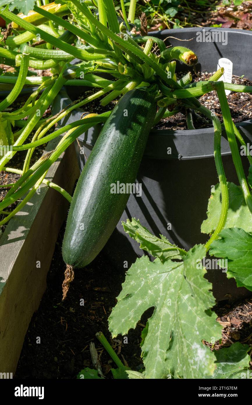 Issaquah, Washington, USA. Grüne Zucchini, die in einem Behälter wachsen. Stockfoto