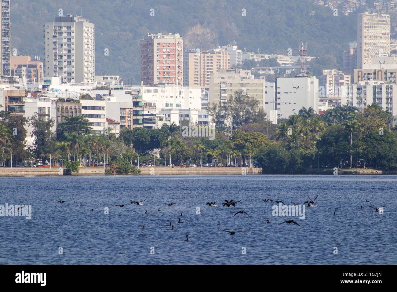 kormoranvogel in der Lagune von Rodrigo de Freitas in Rio de Janeiro, Brasilien. Stockfoto