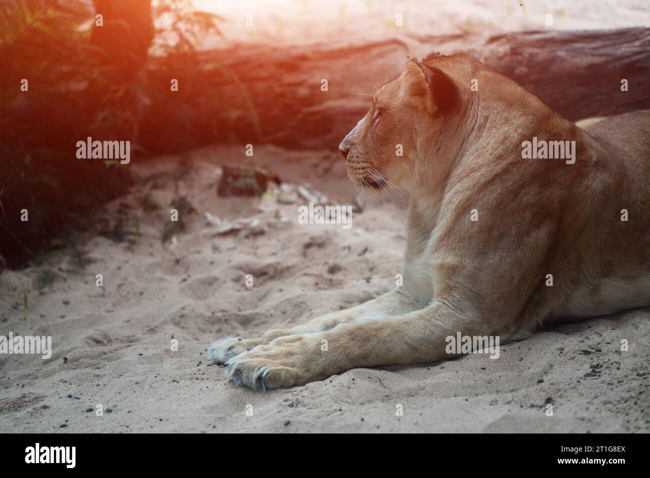 Schönes Löwenweibchen, das auf Sand im Zoo liegt Stockfoto