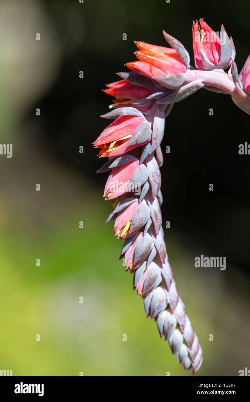 Nahaufnahme von Echeveria subsessillis Morgenblumen in Blüte Stockfoto