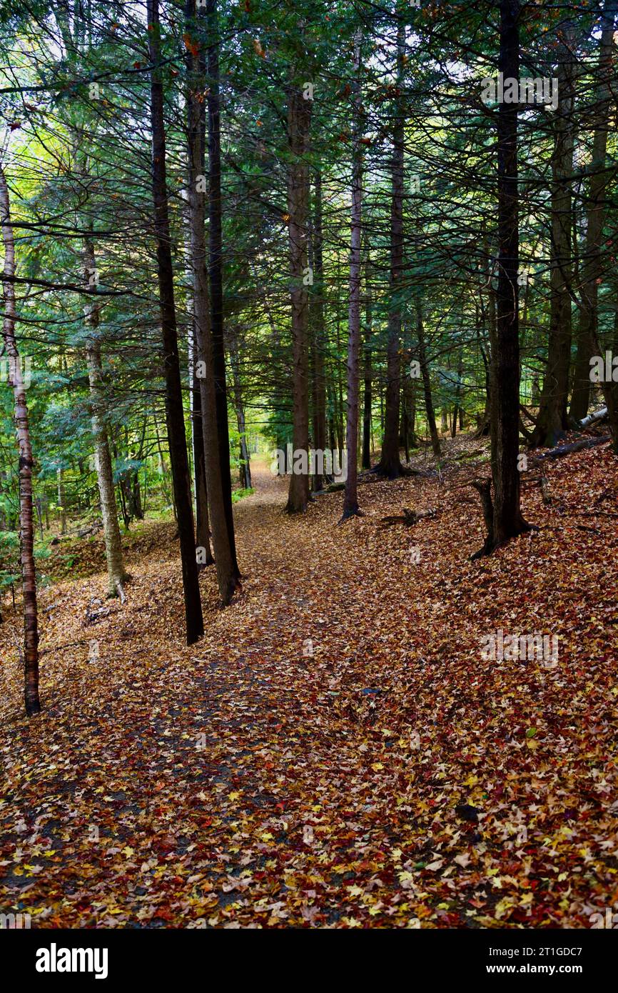 Gehen Sie im Herbst Stockfoto