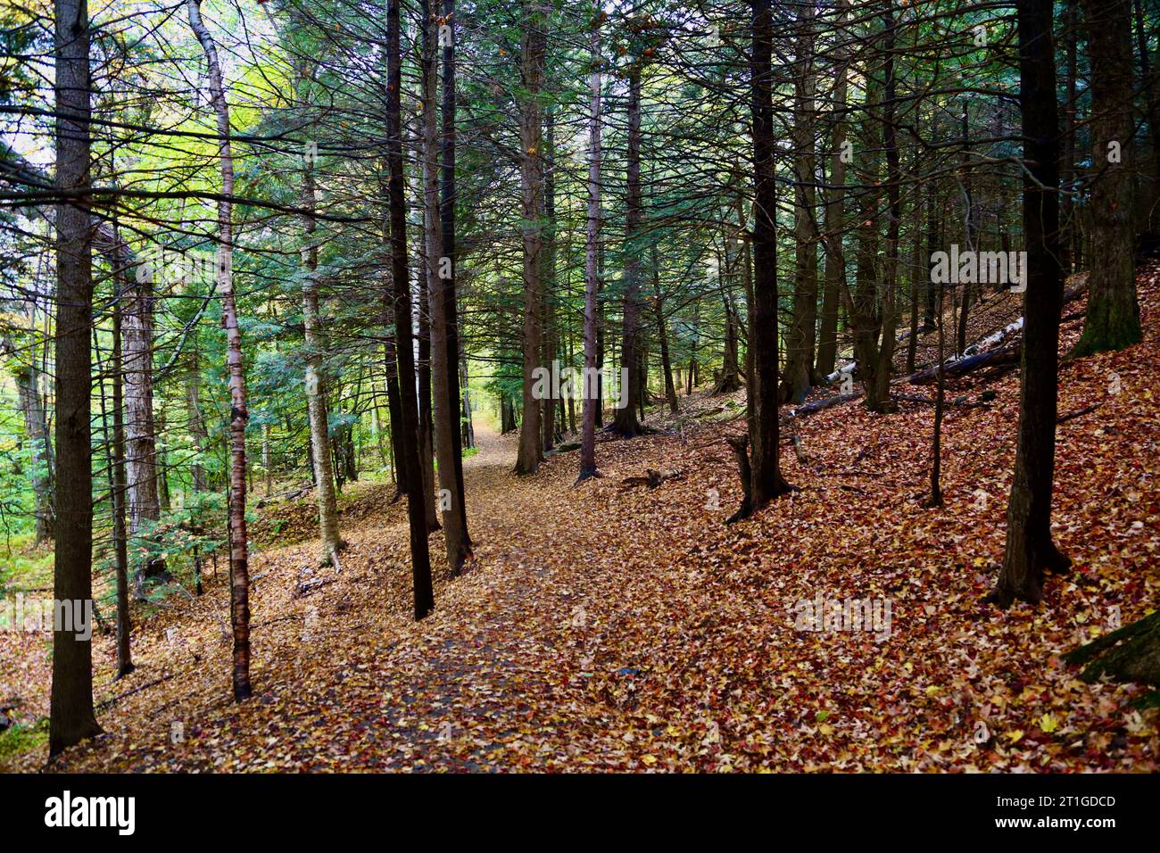Teppich der Herbstblätter Stockfoto