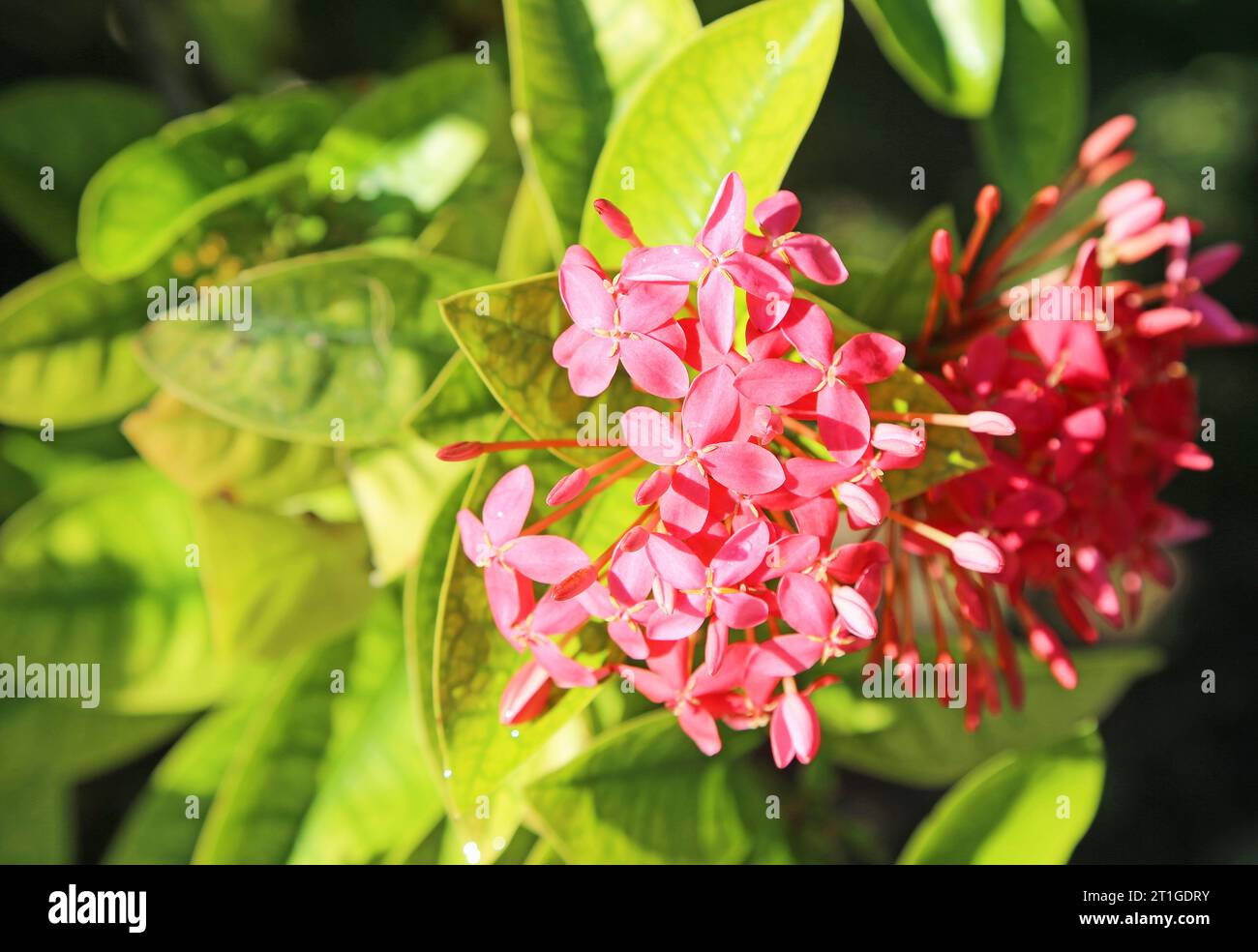 Red Ixora Blume Stockfoto