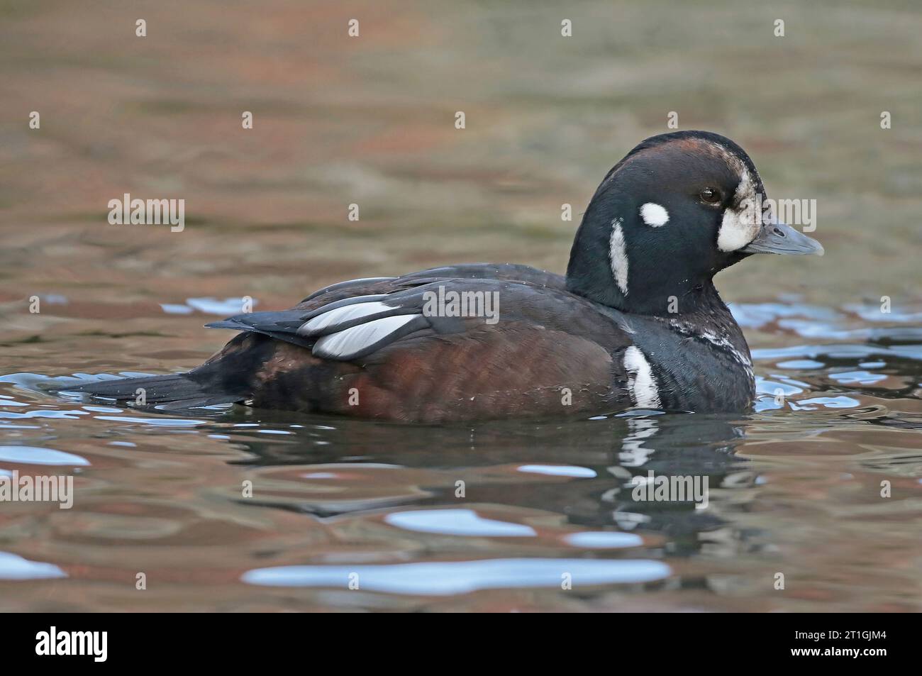 harlequin-Ente, bemalte Ente, Totempfangenente, Felsenente, Gletscherente, Bergente, Taucher mit weißem Auge, Quietscher, blaue Streifen (Histrionicus Stockfoto