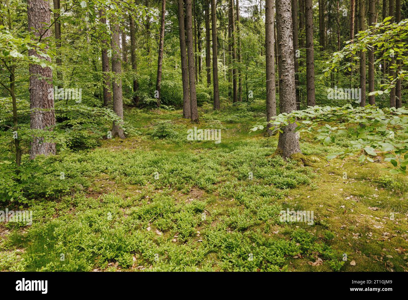 ZwergHeidelbeere, Heidelbeere, Huckleberry, niedrige Heidelbeere (Vaccinium myrtillus), dichter Stand im Fichtenwald mit Jungbuche, Waldumwandlung, Stockfoto