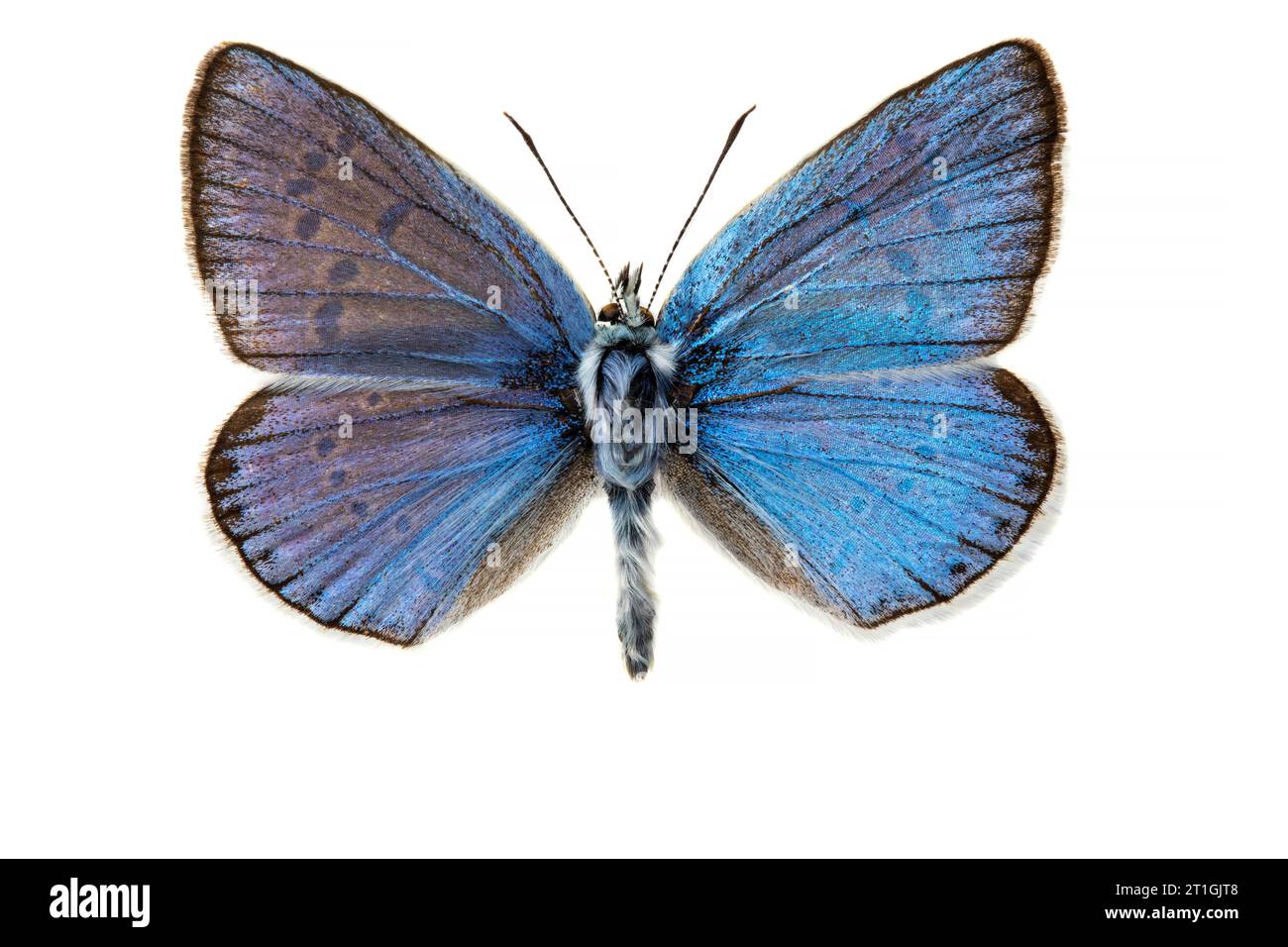 Türkisblau (Plebicula dorylas, Polyommatus dorylas), männlich, Oberseite, ausgeschnitten Stockfoto