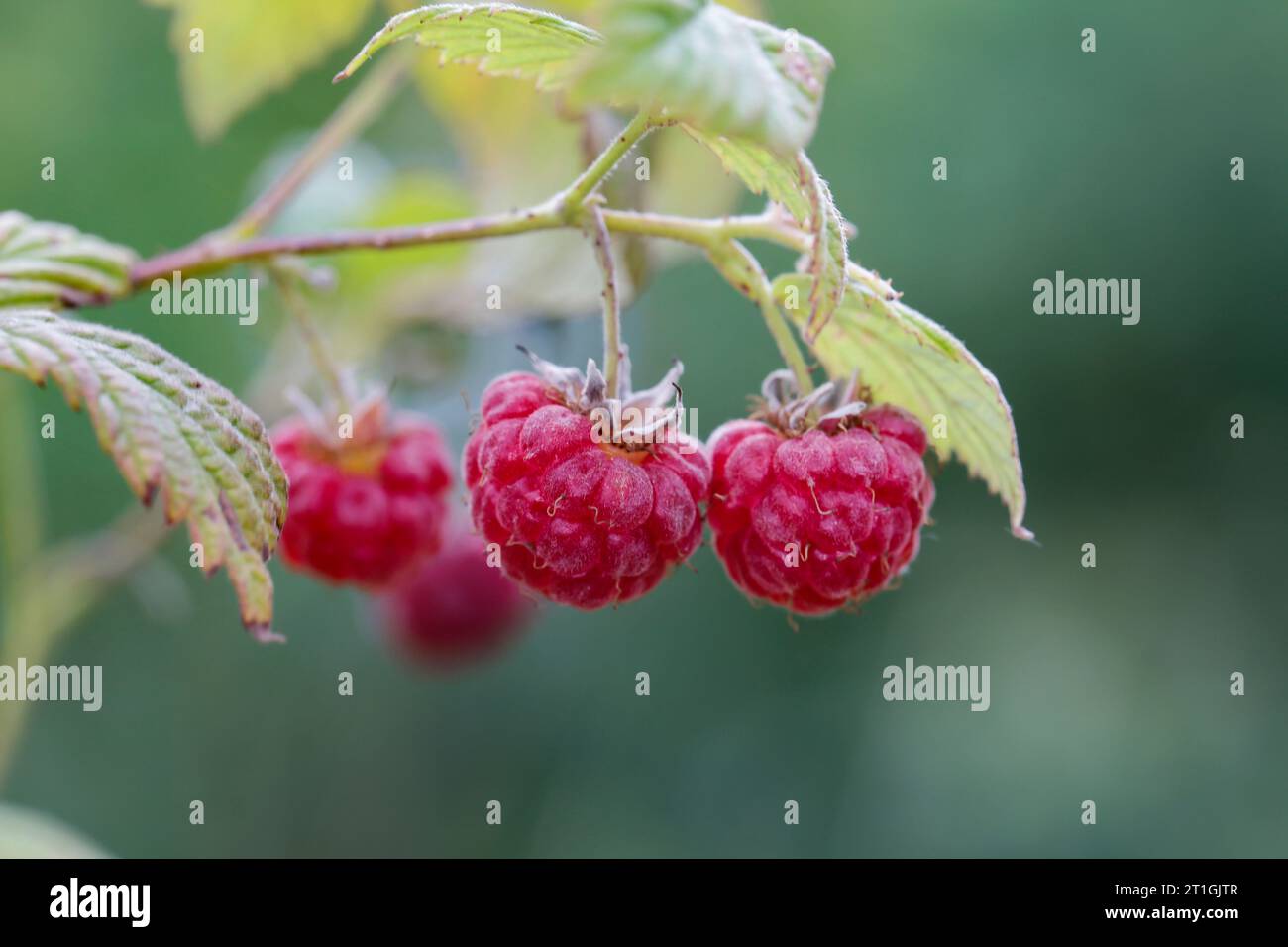 Europäische rote Himbeere (Rubus idaeus), Zweig mit Himbeeren, Deutschland Stockfoto