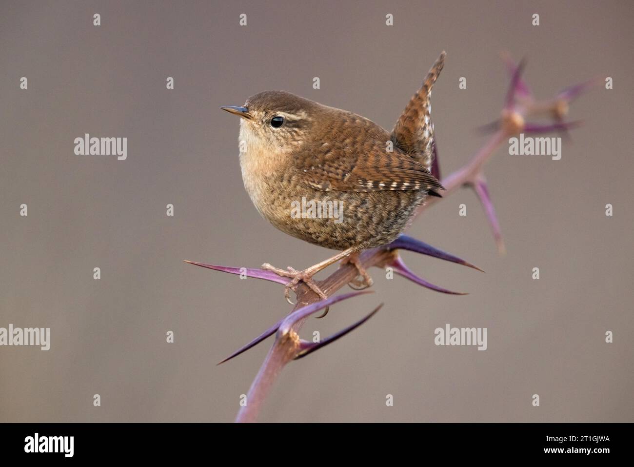 Eurasischer Zorn, nördlicher Zorn (Troglodytes troglodytes), auf einem Stachelzweig sitzend, Italien, Toskana Stockfoto