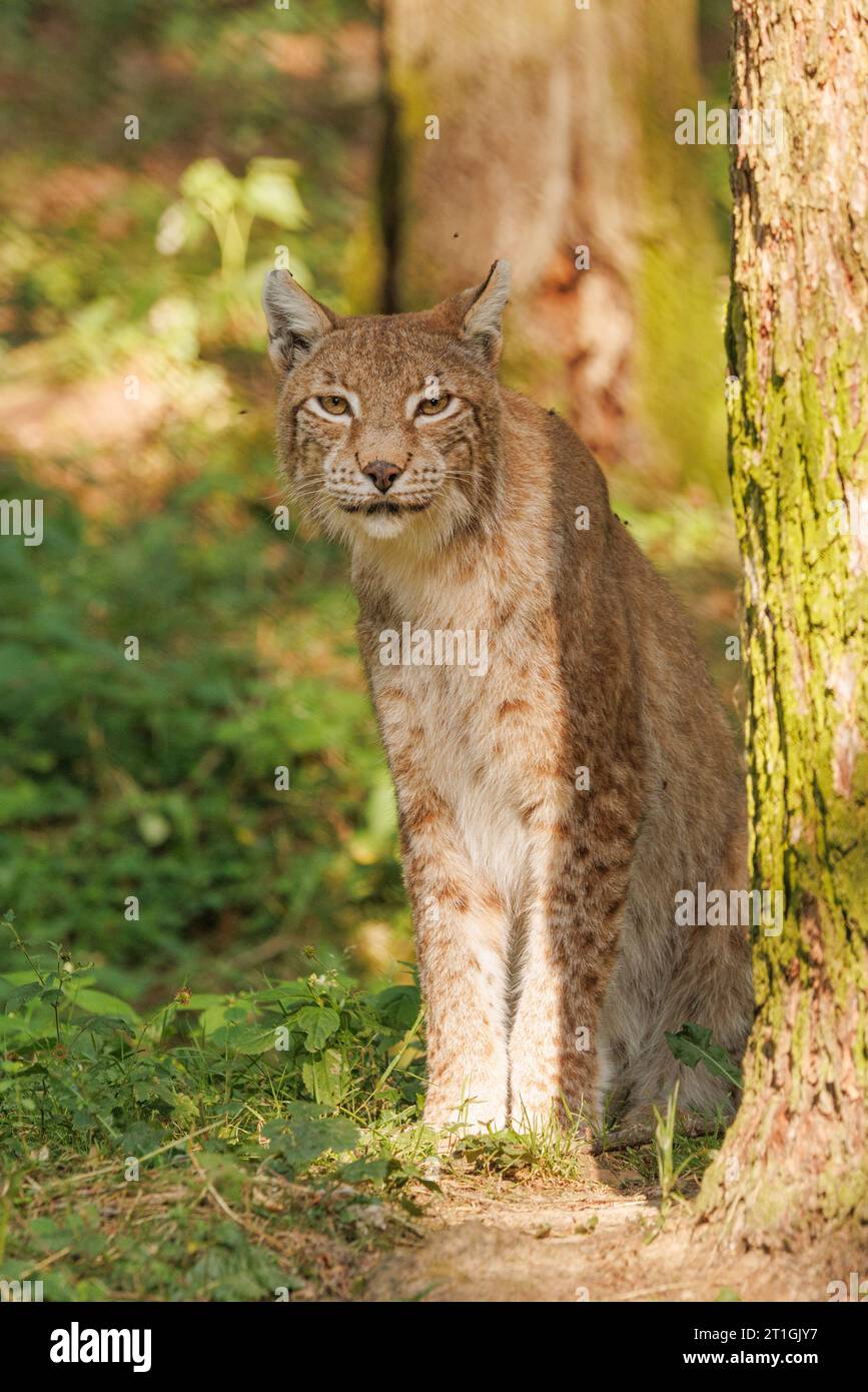 bobcat (Lynx rufus), Jugendlicher, stehend an einem Baumstamm im Abendlicht Stockfoto