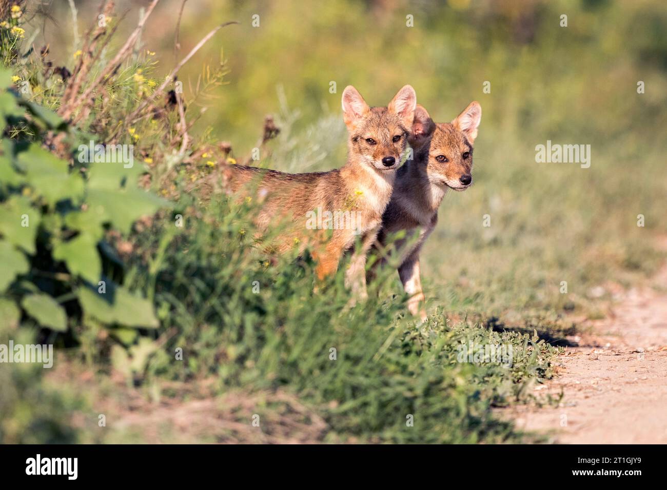 Eurasischer Goldschakal, europäischer Schakal (Canis aureus moreoticus, Canis moreoticus), zwei Jugendliche am Wegesrand, Rumänien, Donaudelta Stockfoto