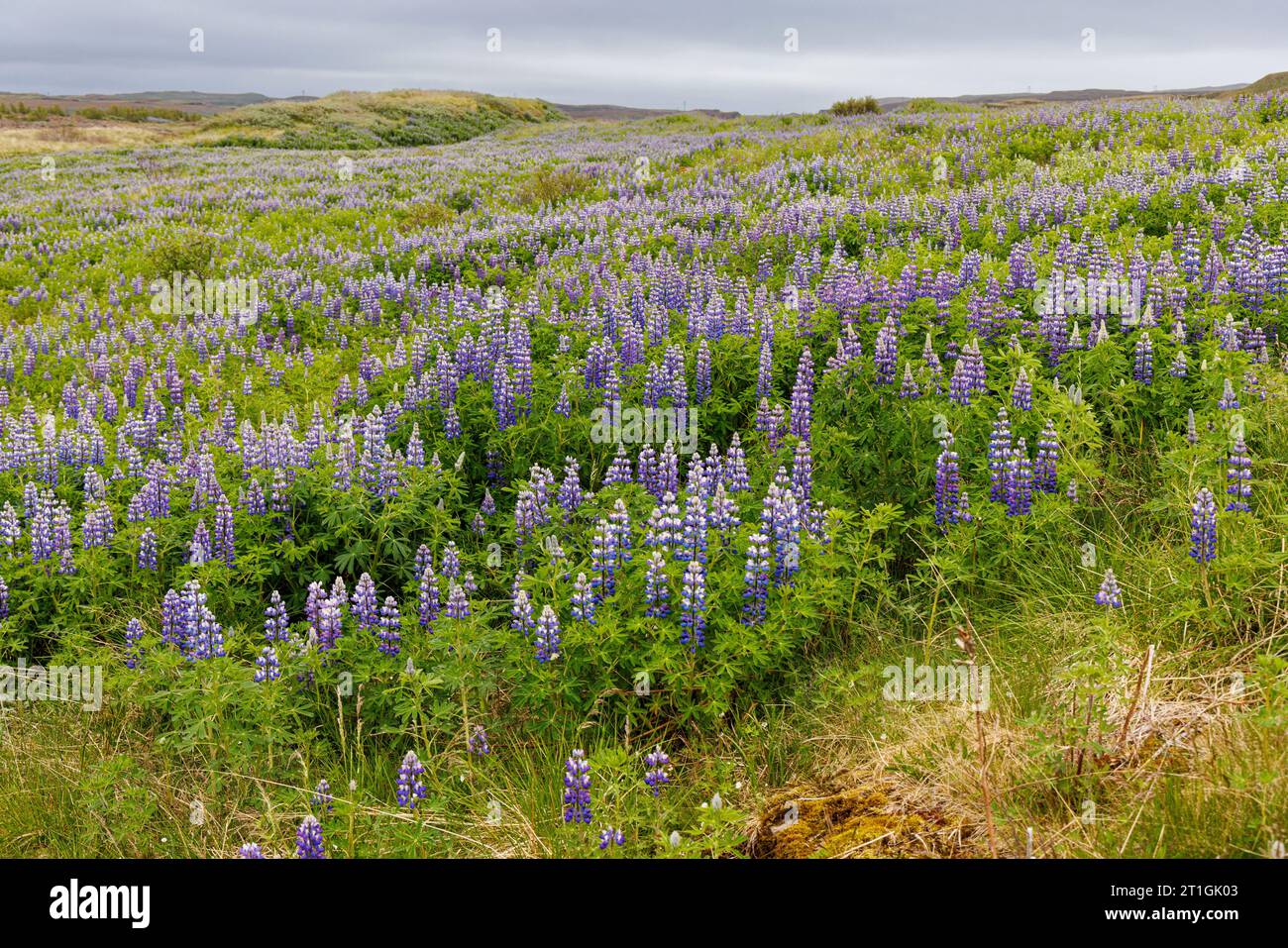 Nootka Lupine, Alaska Lupine (Lupinus nootkatensis), Blooming, Island, Haukadalur, Gullfoss Stockfoto