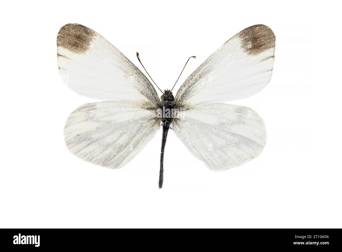 Holzweißer Schmetterling, Holzweiß (Leptidea sinapis), weiblich, obere Seite, ausgeschnitten Stockfoto