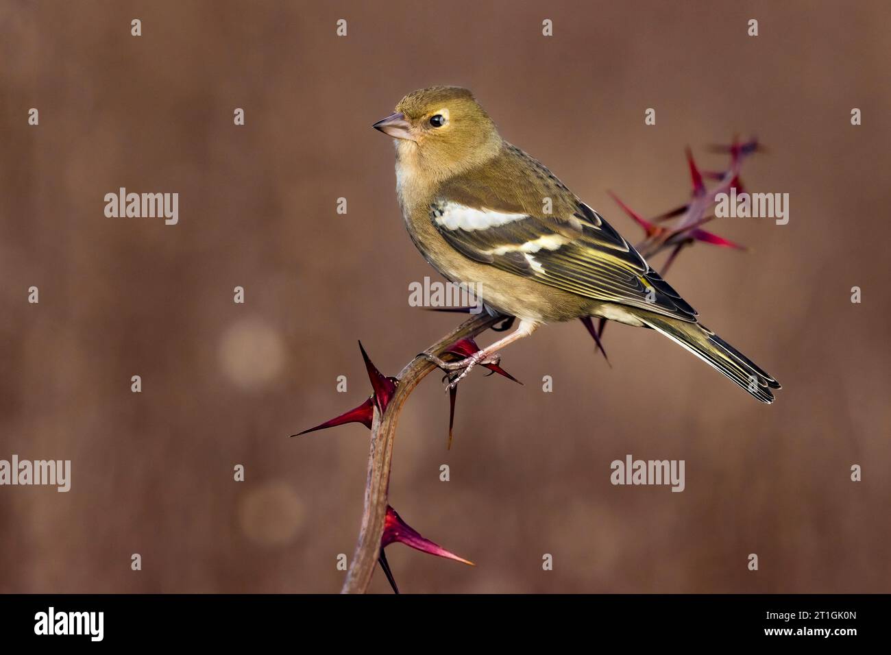 Kaffinch (Fringilla coelebs), sitzt auf einem Stachelzweig, Italien, Toskana Stockfoto