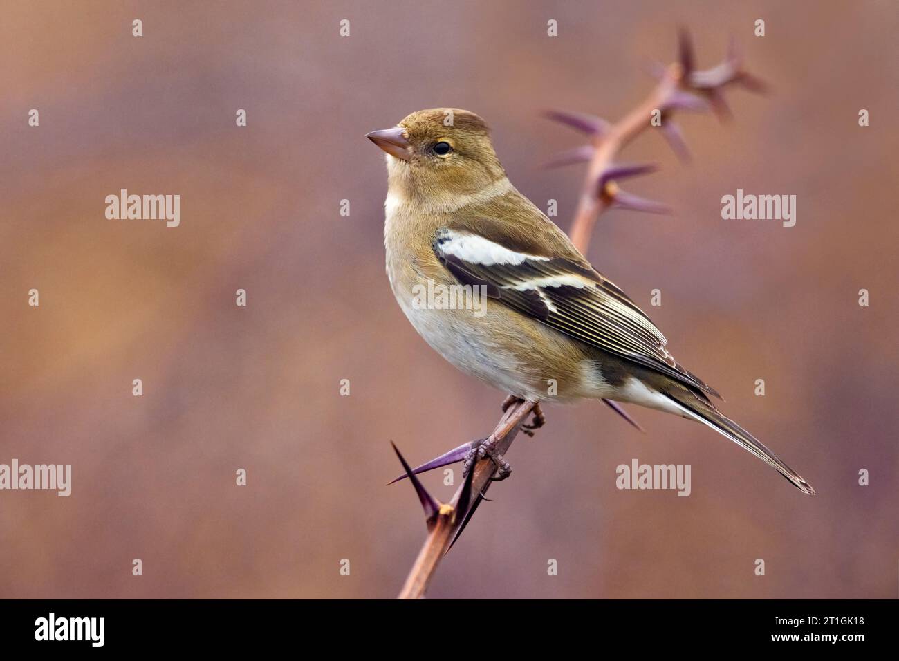 Kaffinch (Fringilla coelebs), weiblich sitzend auf einem Zweig, Italien, Toskana Stockfoto