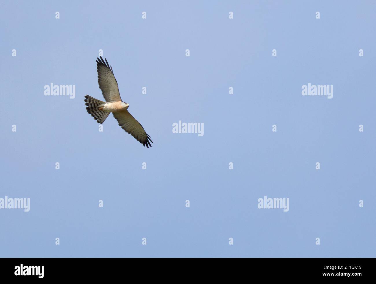 levant Spatzen Falke (Accipiter brevipes), im Flug, Israel Stockfoto