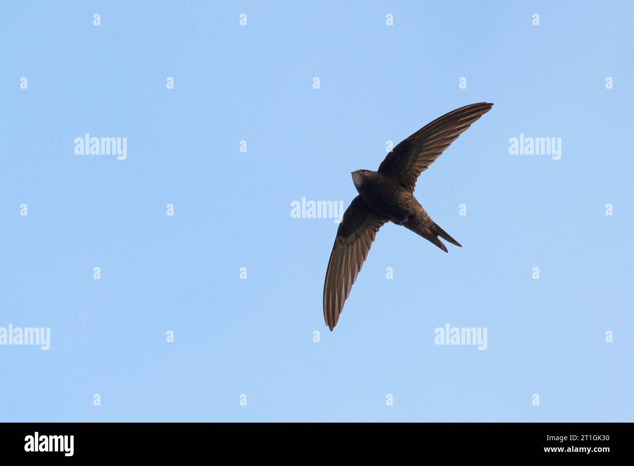 Eurasian SWIFT (Apus apus), im Flug, Deutschland, Bayern Stockfoto