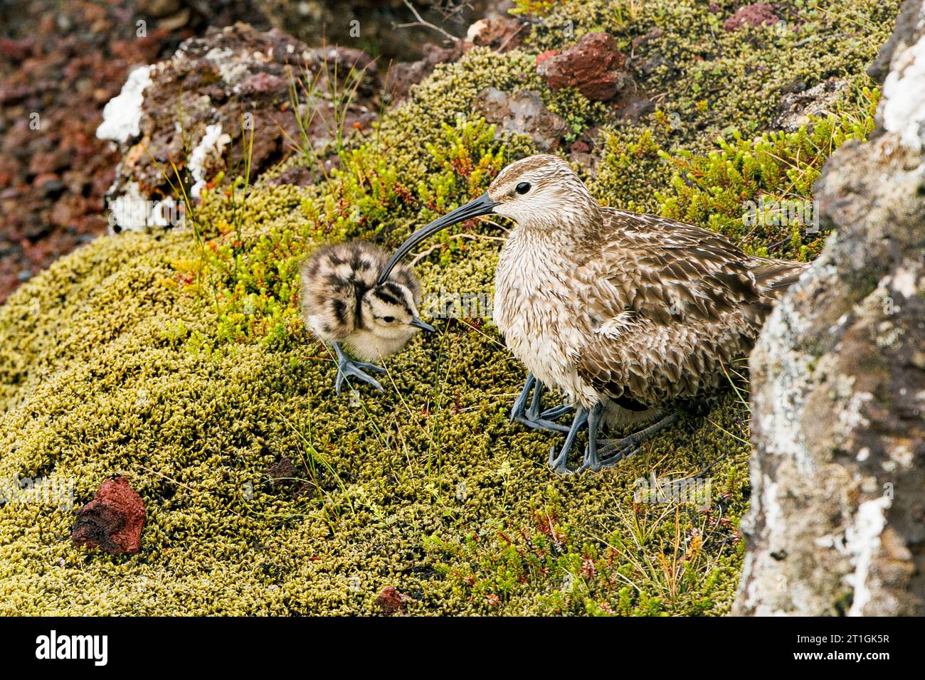 Island Wimbrel (Numenius phaeopus islandicus, Numenius islandicus), hält warme Küken auf einem Felsen, Island, Kerid Krater Stockfoto