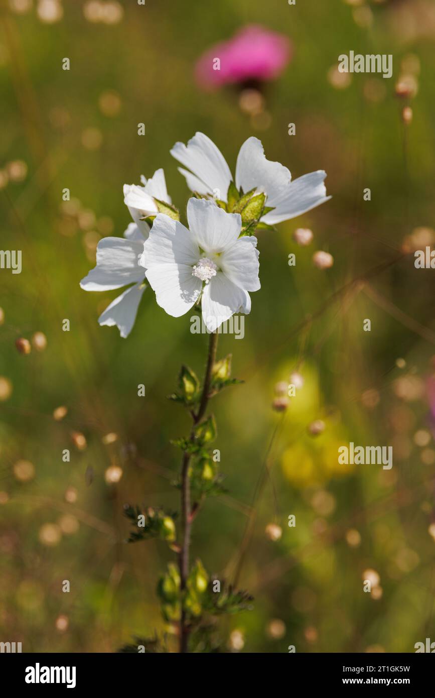 Moschusmalve, Moschuskäseweed (Malva moschata), mit weißen Blüten, Deutschland, Bayern Stockfoto