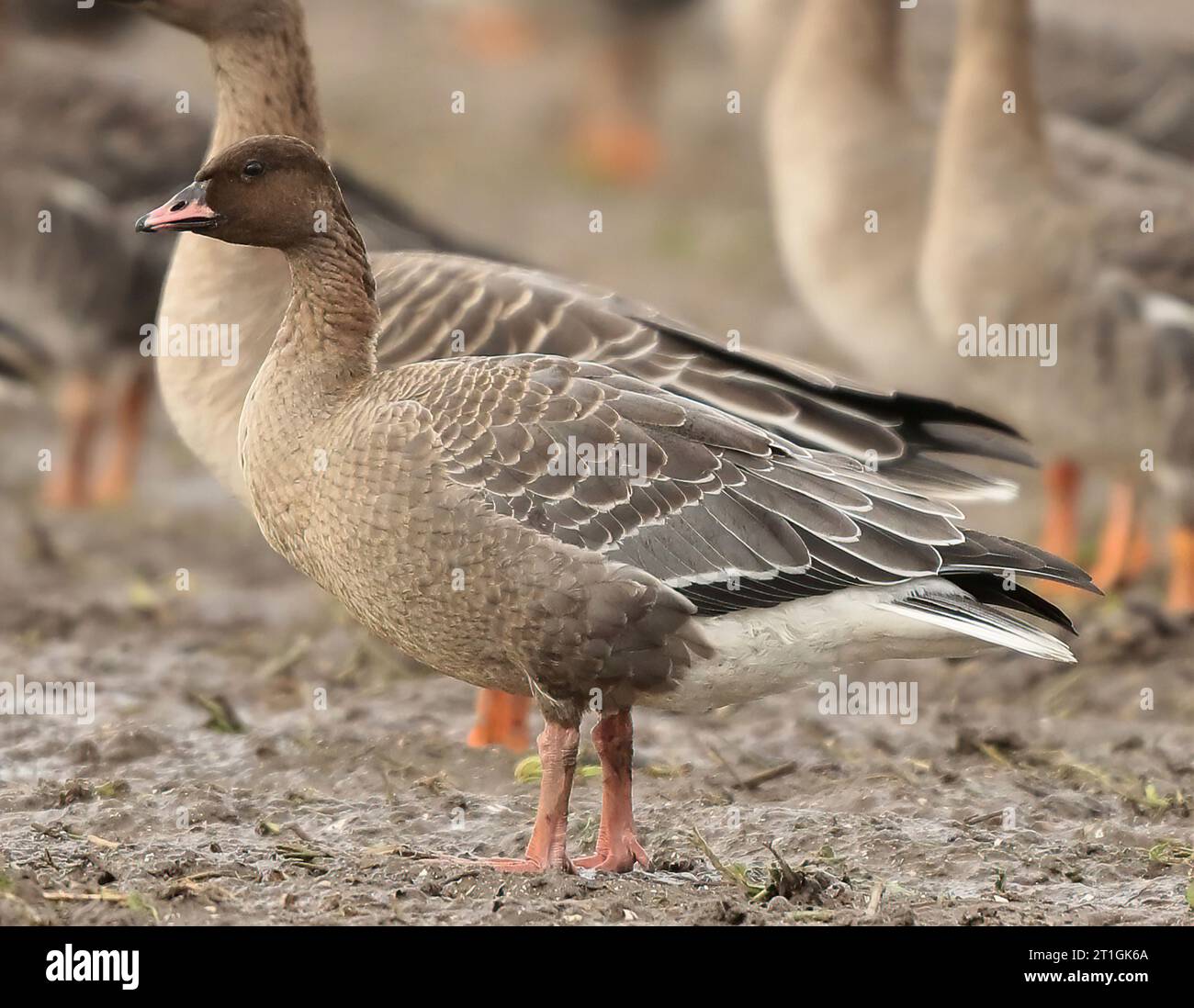 Rosafarbene Gans (Anser brachyrhynchus), junge rosafarbene Gans, die auf einem Feld stehen, Seitenansicht, Niederlande, Nordholland, Rab Stockfoto