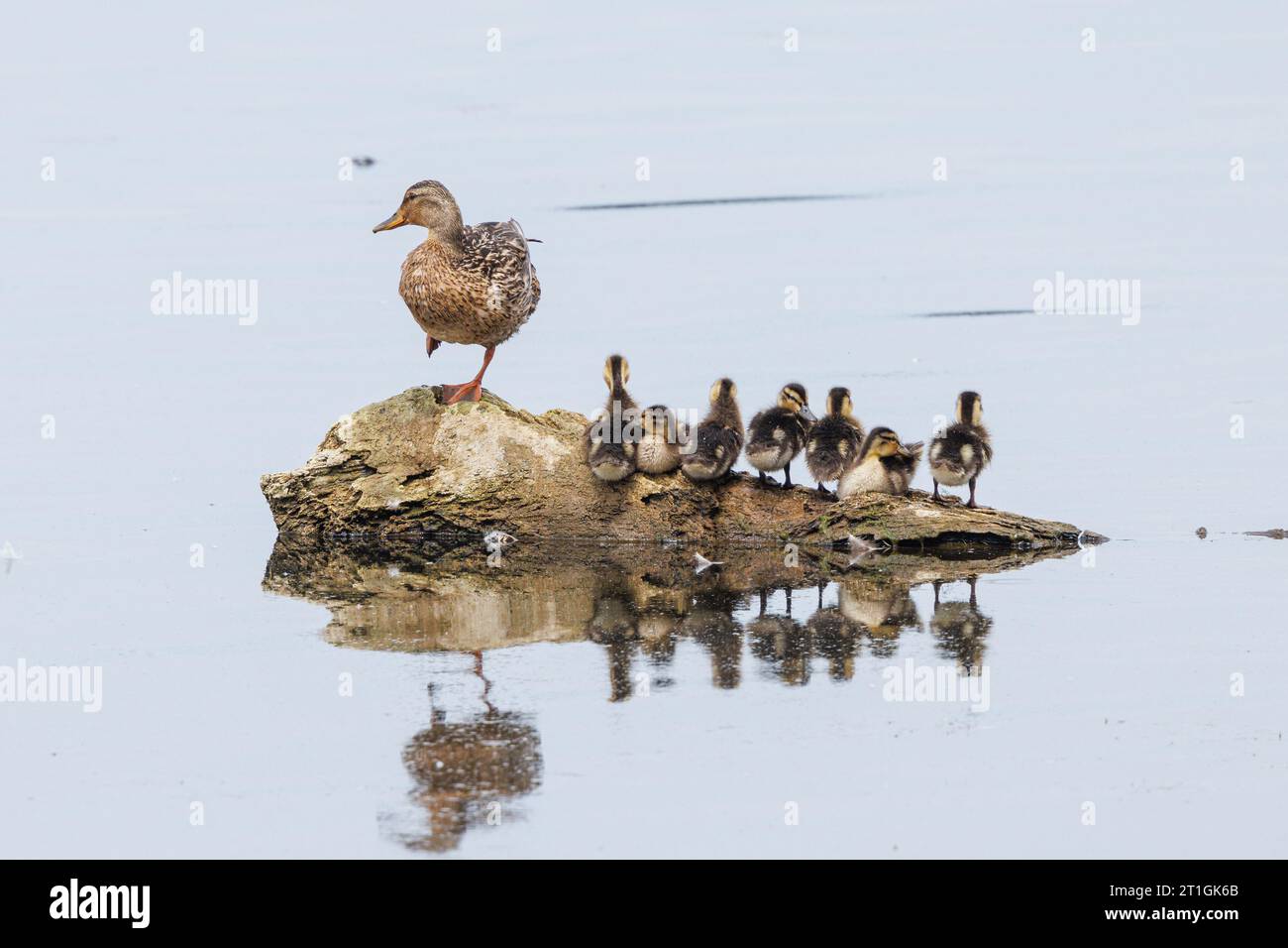 Stockenten (Anas platyrhynchos), Weibchen, das den ruhenden Kinderschwarm auf einer kleinen Insel, Deutschland, Bayern, Chiemsee bewacht Stockfoto