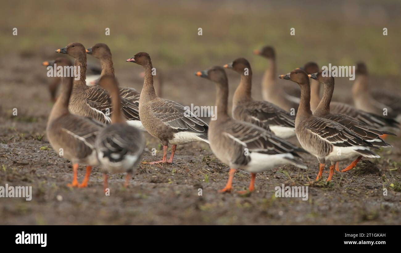 Rosafarbene Gänse (Anser brachyrhynchus), Truppe junger rosafarbener Gänse, die auf einem Feld stehen, Seitenansicht, Niederlande, Nordholland, Rab Stockfoto