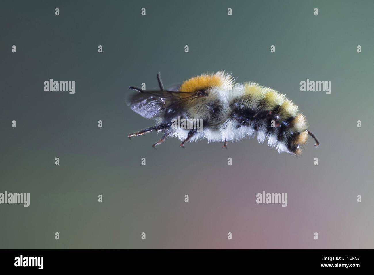 Karderbiene, gewöhnliche Karderbiene (Bombus pascuorum, Bombus agrorum, Megabombus pascuorum), im Flug, Seitenansicht, Deutschland Stockfoto