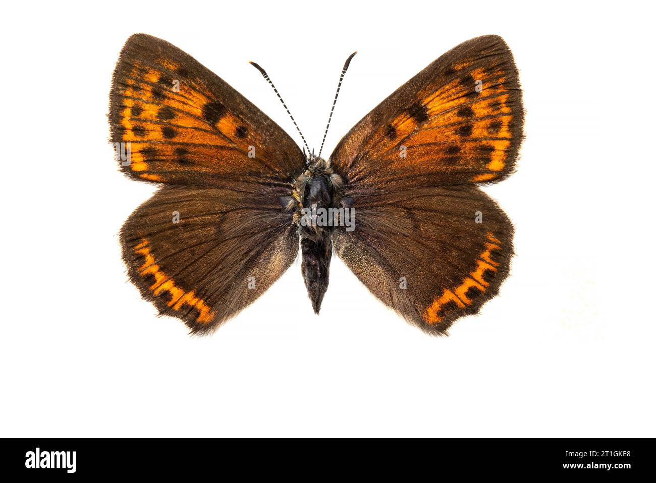 Lila-kantiges Kupfer (Lycaena hippothoe, Palaeochrysophanus hippothoe), weiblich, Unterseite, ausgeschnitten Stockfoto