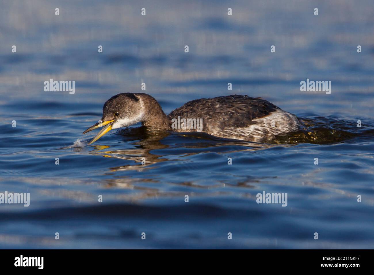 Rothals (Podiceps grisegena), auf dem Wasser, Wintergefieder, Italien, Toskana Stockfoto