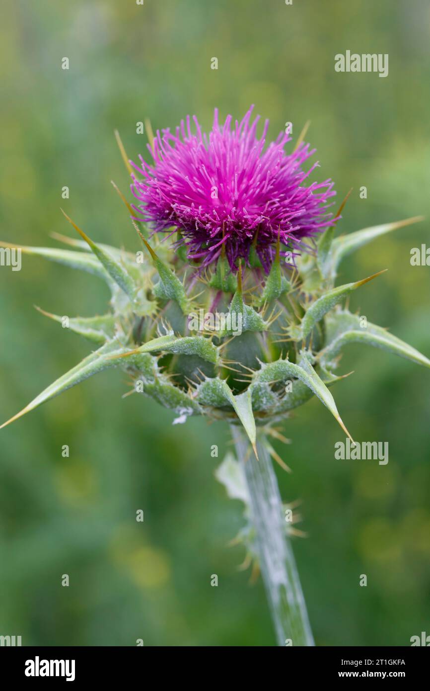 Gesegnete Mariendistel, Mariendistel, Mariendistel (Silybum marianum, Carduus marianus), blühend, Kroatien Stockfoto