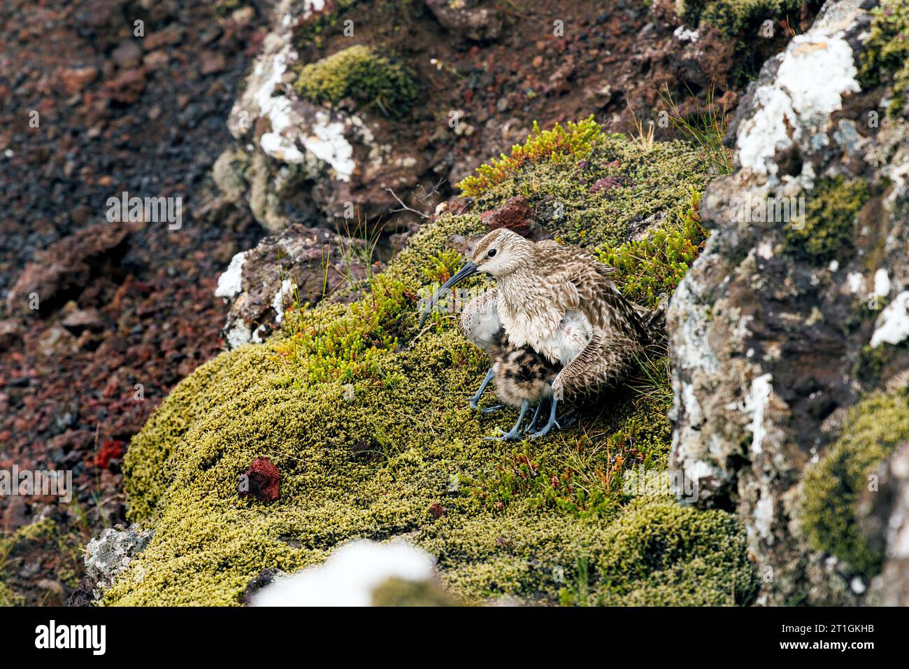 Isländische Wimbrel (Numenius phaeopus islandicus, Numenius islandicus), hält ein Küken auf einem Felsen warm, Island, Kerid Krater Stockfoto