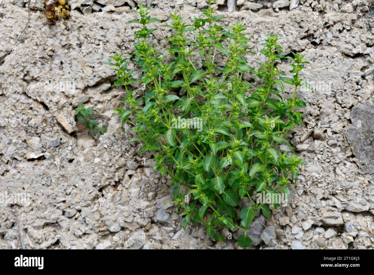 Jährliches Quecksilber, Kräuter-Quecksilber, Kräuter-Quecksilber (Mercurialis annua), wächst an einer Mauer, Kroatien Stockfoto