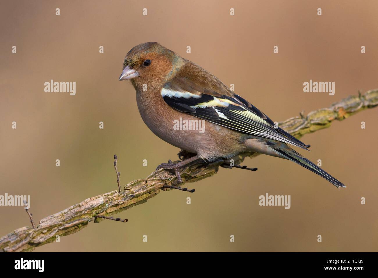 Kaffinch (Fringilla coelebs), sitzt auf einem Zweig, Italien, Toskana Stockfoto