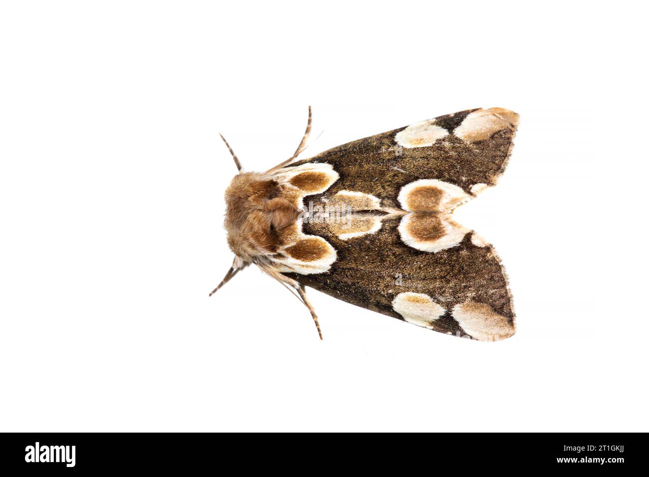 Pfirsichblüte (Thyatira batis, Thyatira rubrescens), Oberseite, ausschneiden Stockfoto