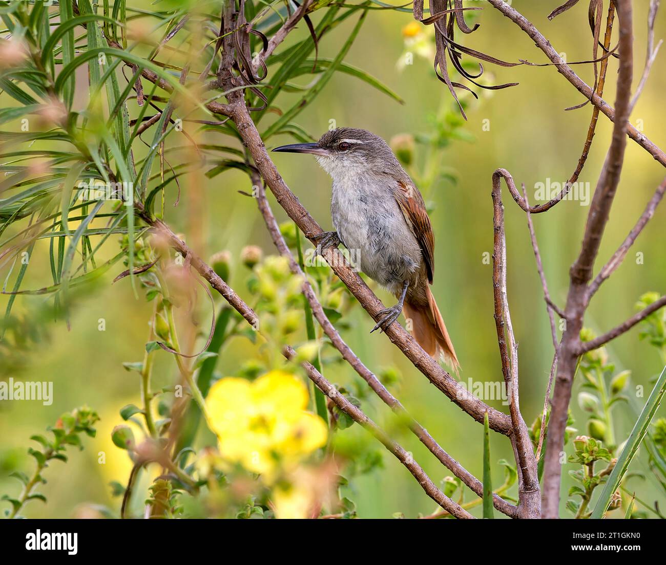 Geradschnabel-Reedhaunter (Limnoctites recrostris), erwachsener Mann, der in einem Busch im südlichen Kegelrasen in Brasilien sitzt Stockfoto