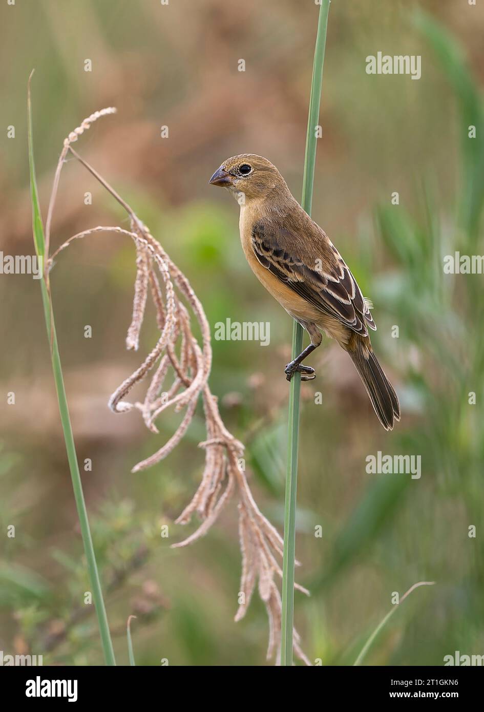 Dunkelkehlenseedeater (Sporophila ruficollis), Weibchen auf einem Stiel im südlichen Kegelgrasland, Brasilien Stockfoto