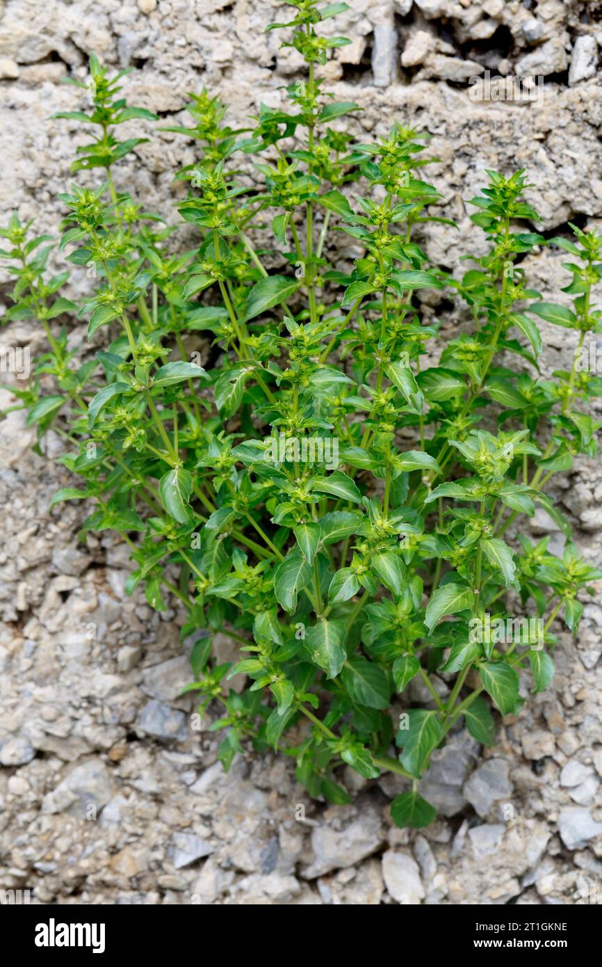 Jährliches Quecksilber, Kräuter-Quecksilber, Kräuter-Quecksilber (Mercurialis annua), wächst an einer Mauer, Kroatien Stockfoto