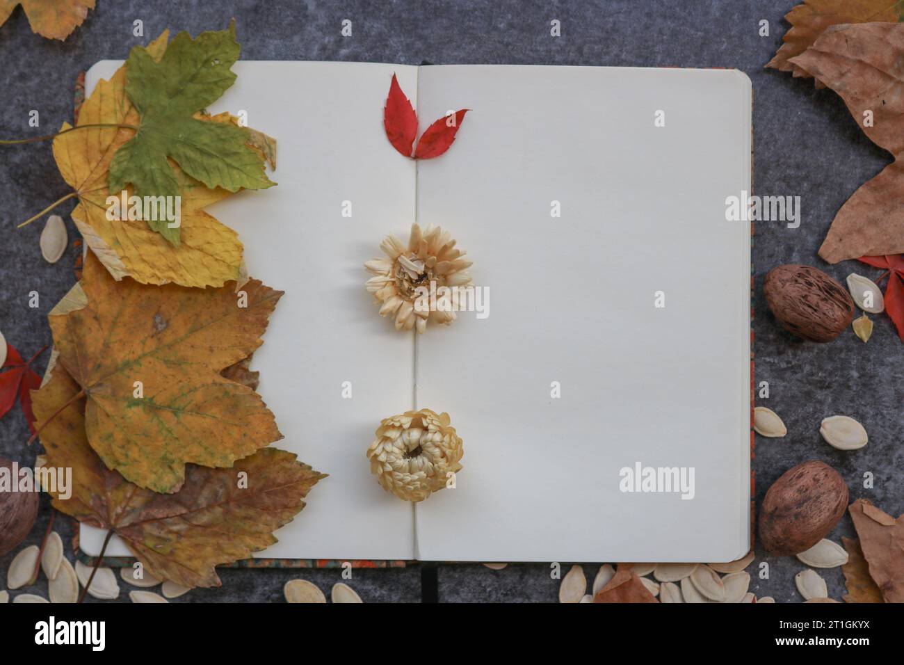 Herbstsaison Stockfoto