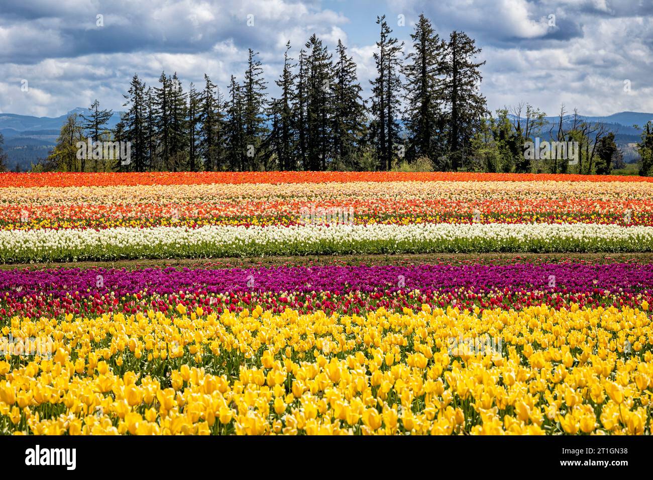 Farbenfrohe Tulpen bedecken die Felder in der Nähe von Canby, Oregon, USA. Stockfoto