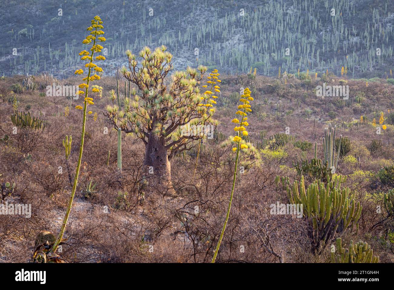 Wüstenlandschaft mit jahrhundertealten Pflanzenblumen und einer großen Ponyschwanzpalme im Tehuacan-Cuicatlan Reserve, Puebla, Mexiko. Stockfoto