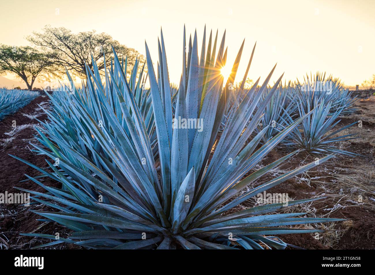 Blauer Agave-Kaktus bei Sonnenaufgang in der Nähe der Stadt Tequila, Jalisco, Mexiko. Stockfoto